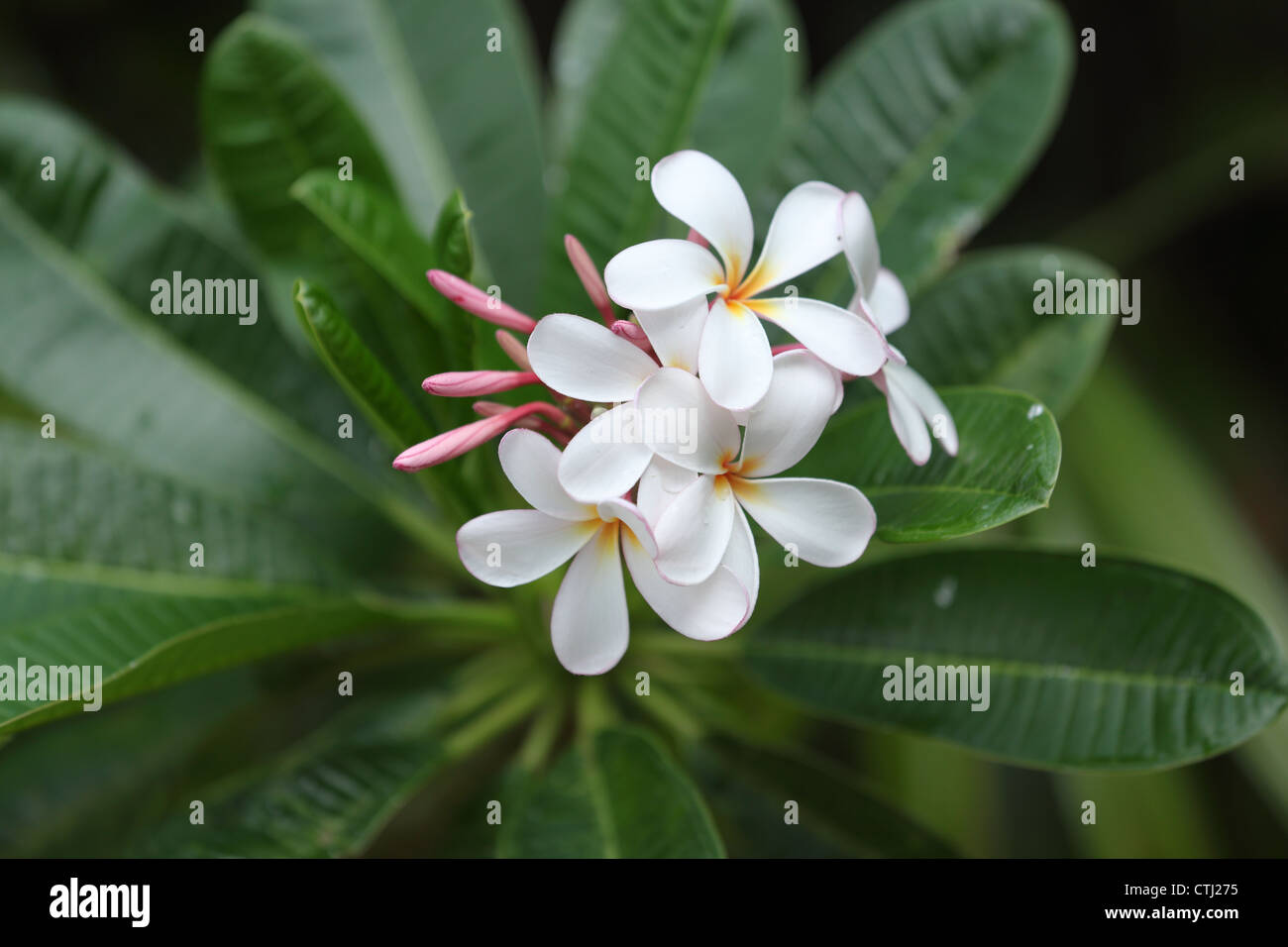 Weiße Plumeria Blumen, Hawaii Stockfoto