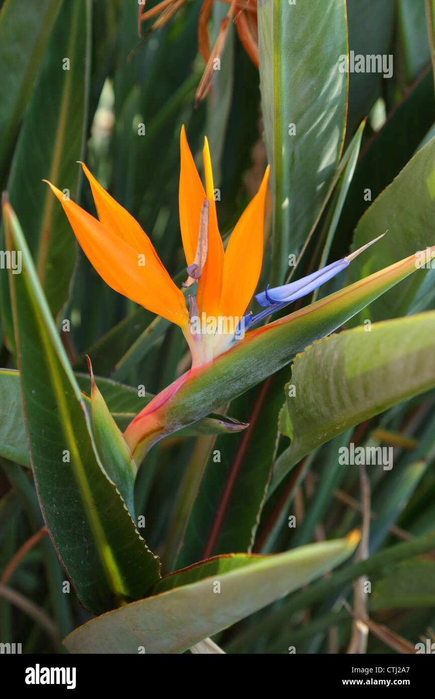 Paradiesvogel Blume, Hawaii Stockfoto