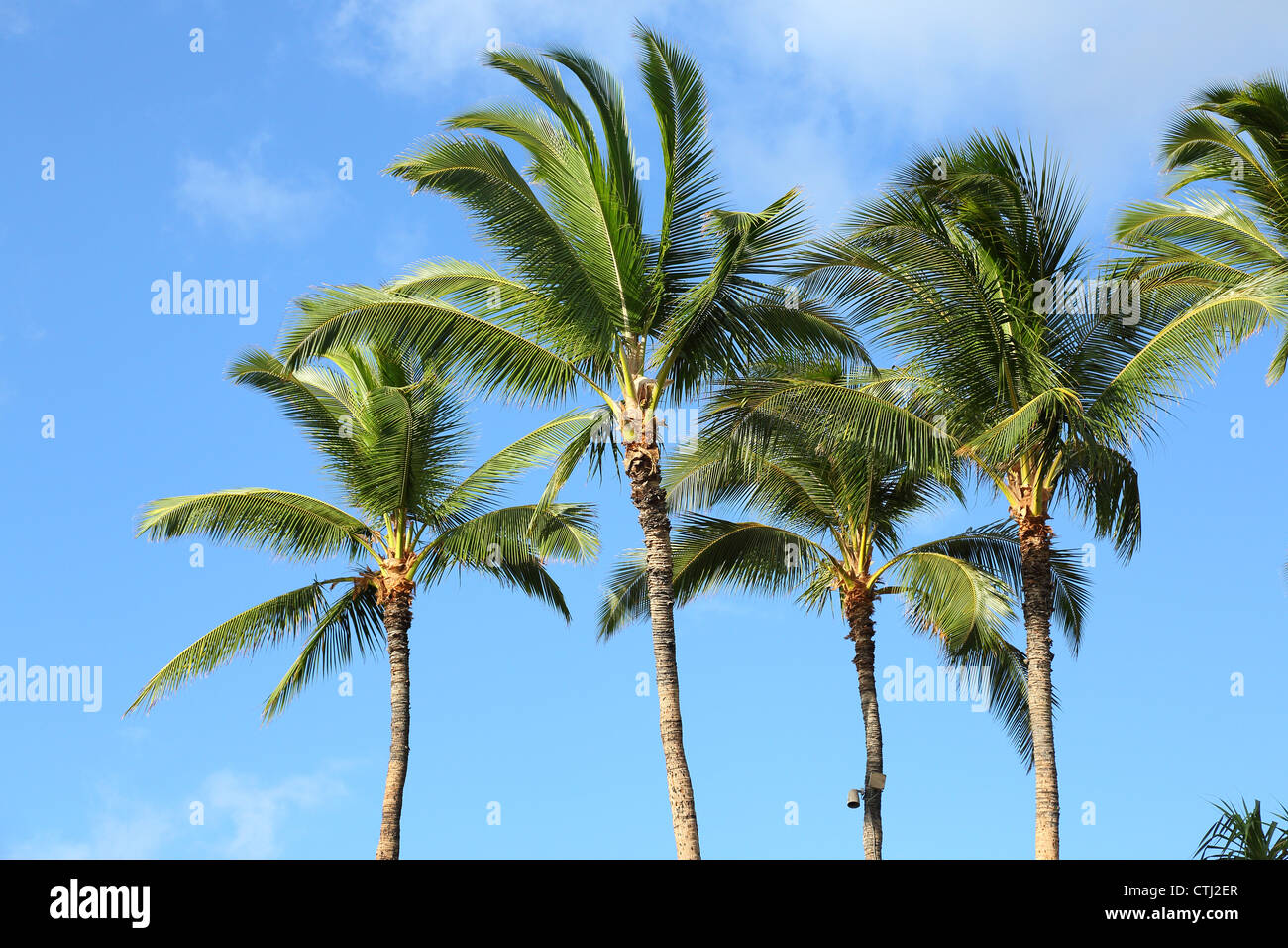 Tropische Palmen, Hawaii Stockfoto