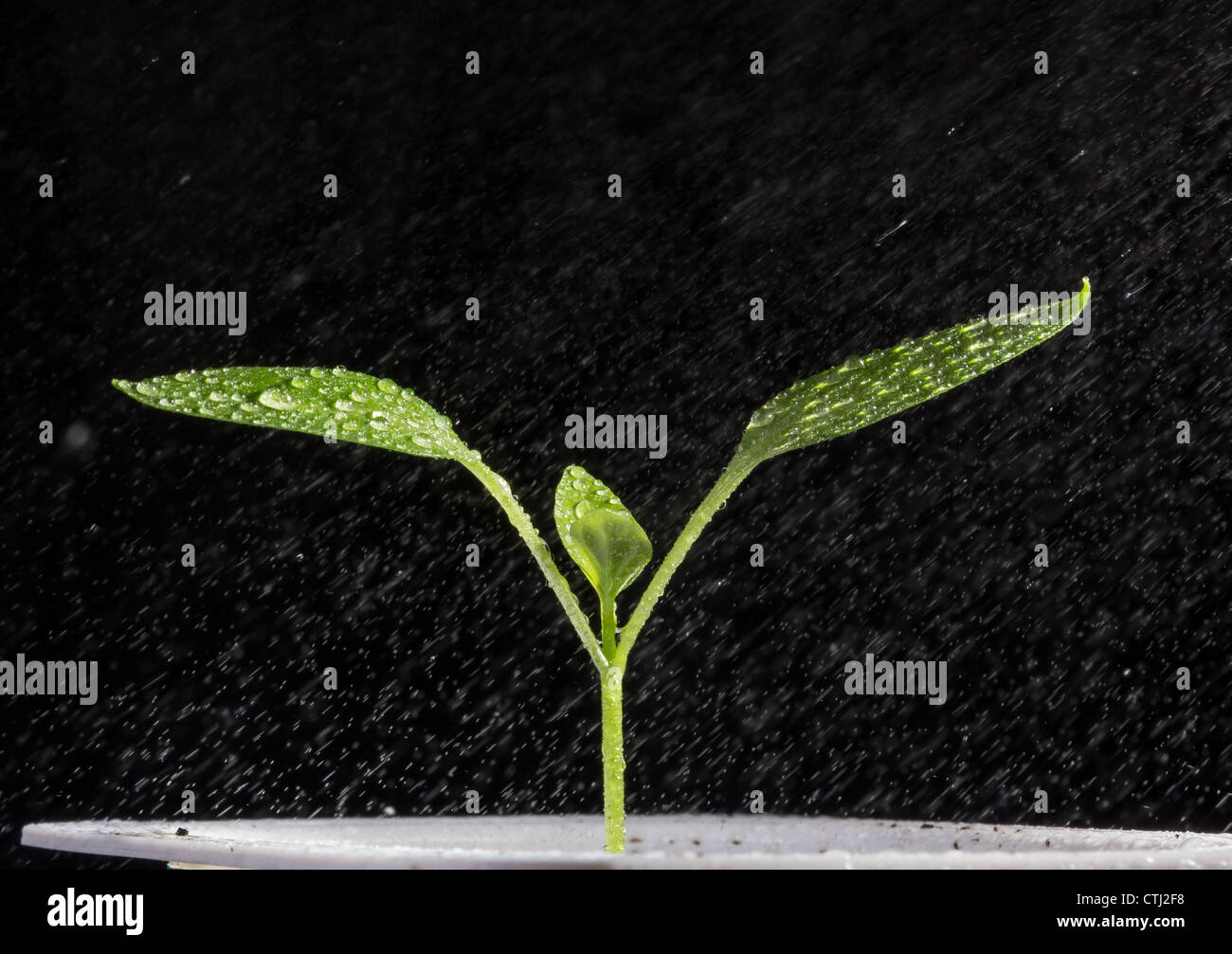 Junge Tomatenpflanze. Sämling Tomaten auf einem schwarzen Hintergrund mit Wasser Tropfen Stockfoto