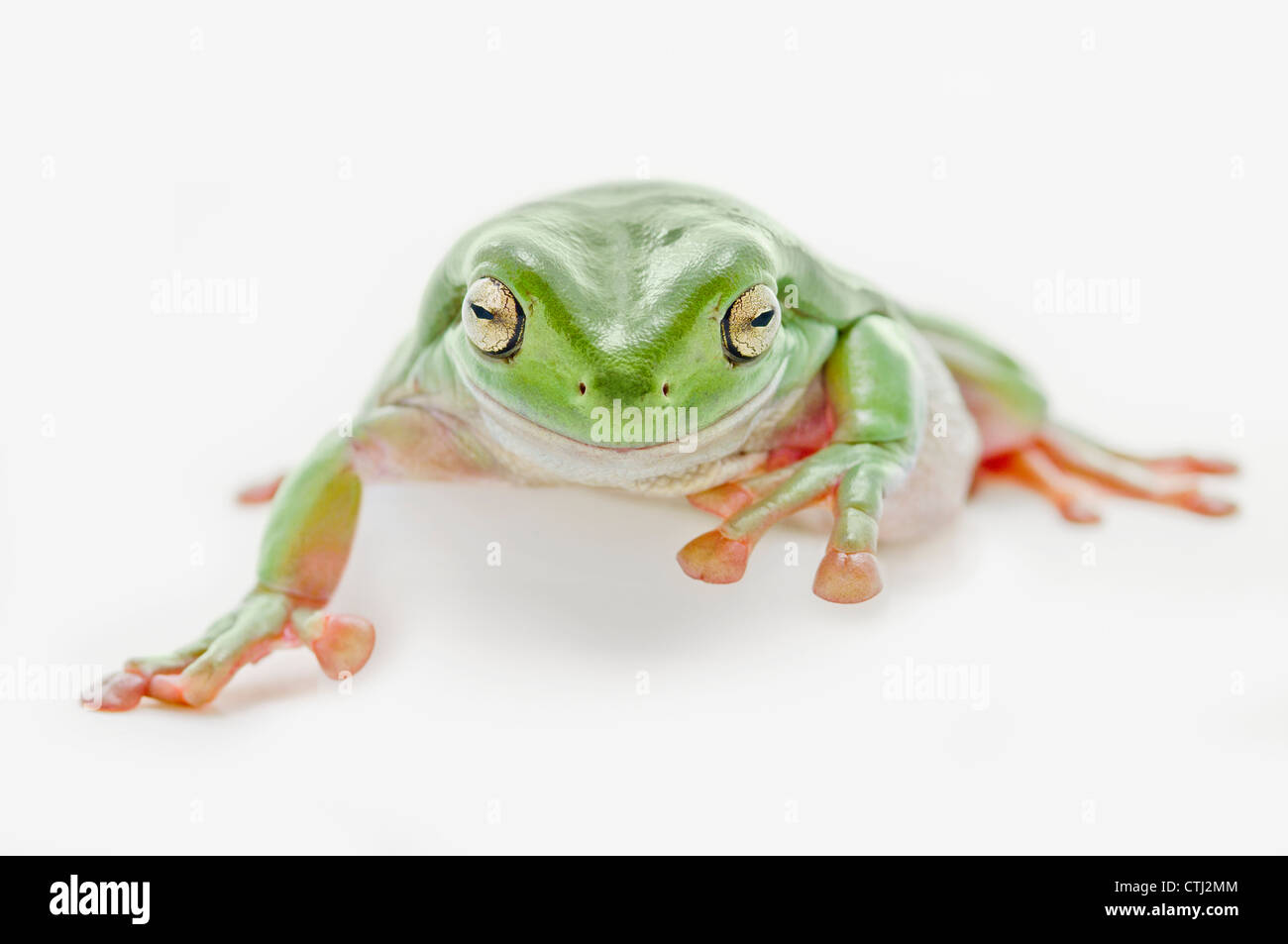 Dicken grünen Laubfrosch auf weißem Hintergrund Stockfoto