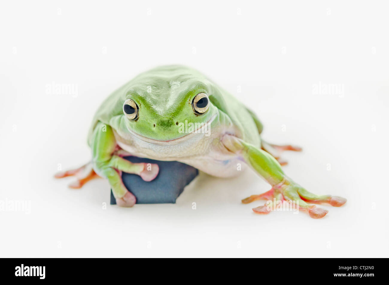 Dicken grünen Laubfrosch auf weißem Hintergrund Stockfoto