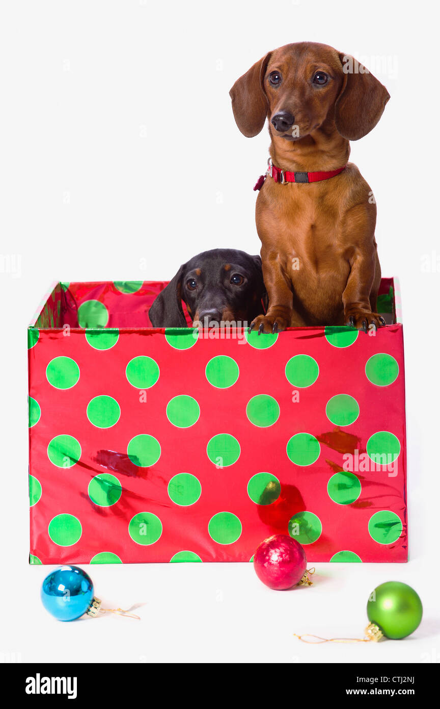 Zwei Dackel in einem Polka-Dot-Weihnachten Geschenk-Box Stockfoto