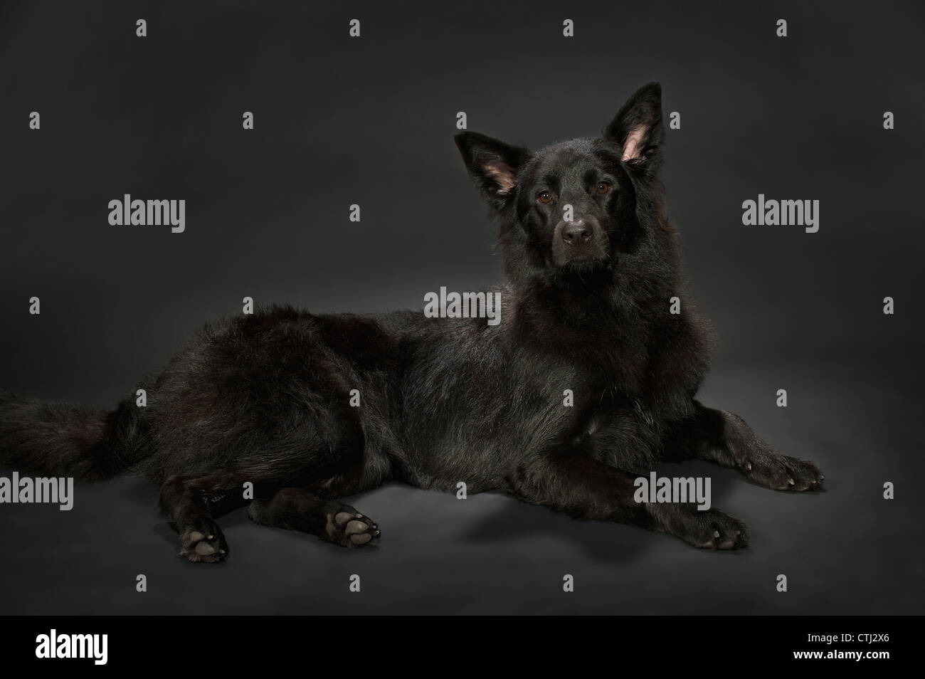 Schwarzer Schäferhund auf einem dunklen grauen Hintergrund Stockfoto