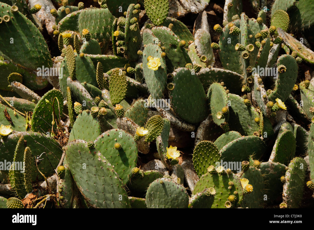 Blüten und Knospen an einem Prickly Pear Cactus Patch auf den Galapagos-Inseln Stockfoto