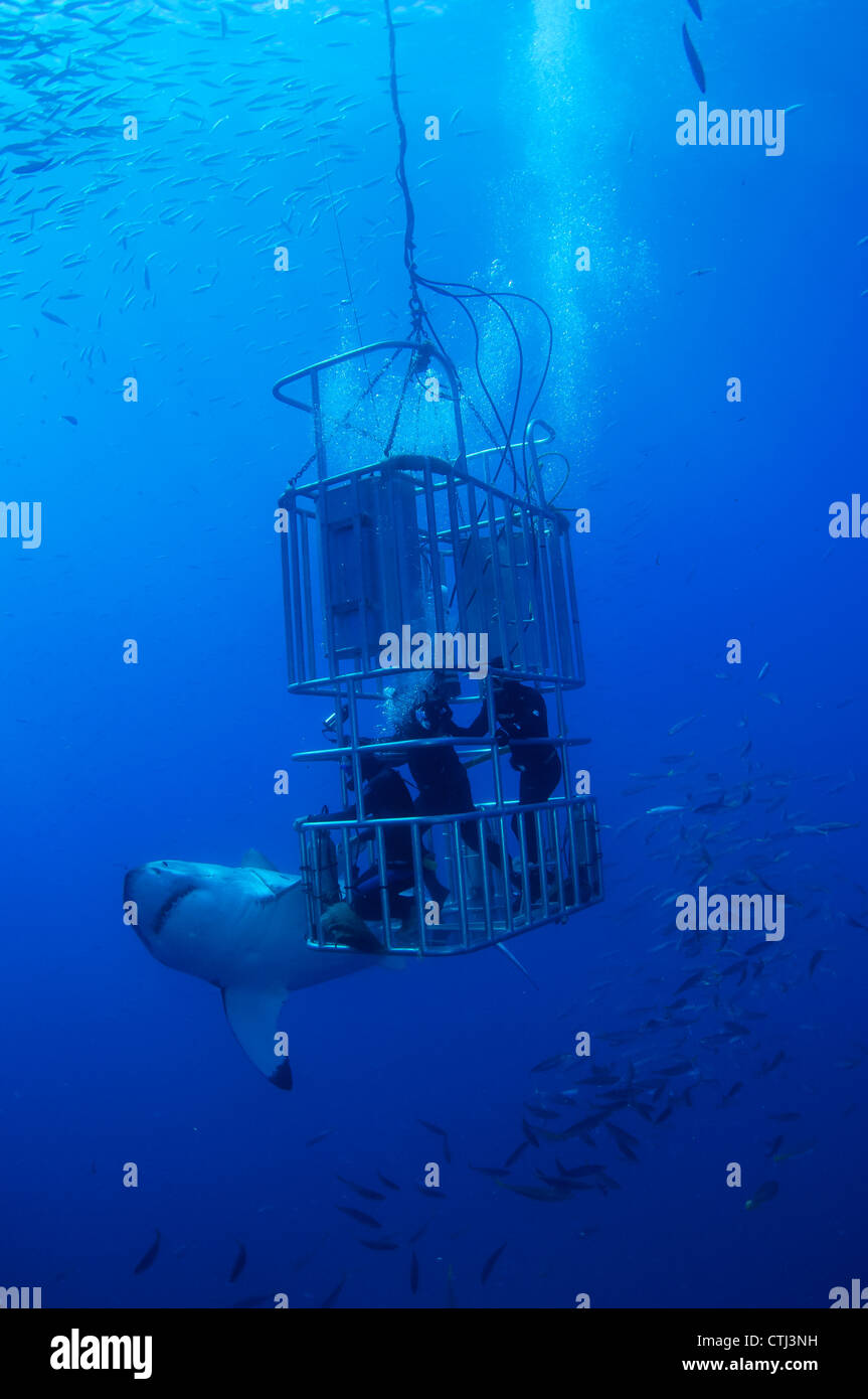 Weibliche Great White und Taucher. Guadalupe Island, Mexiko Stockfoto