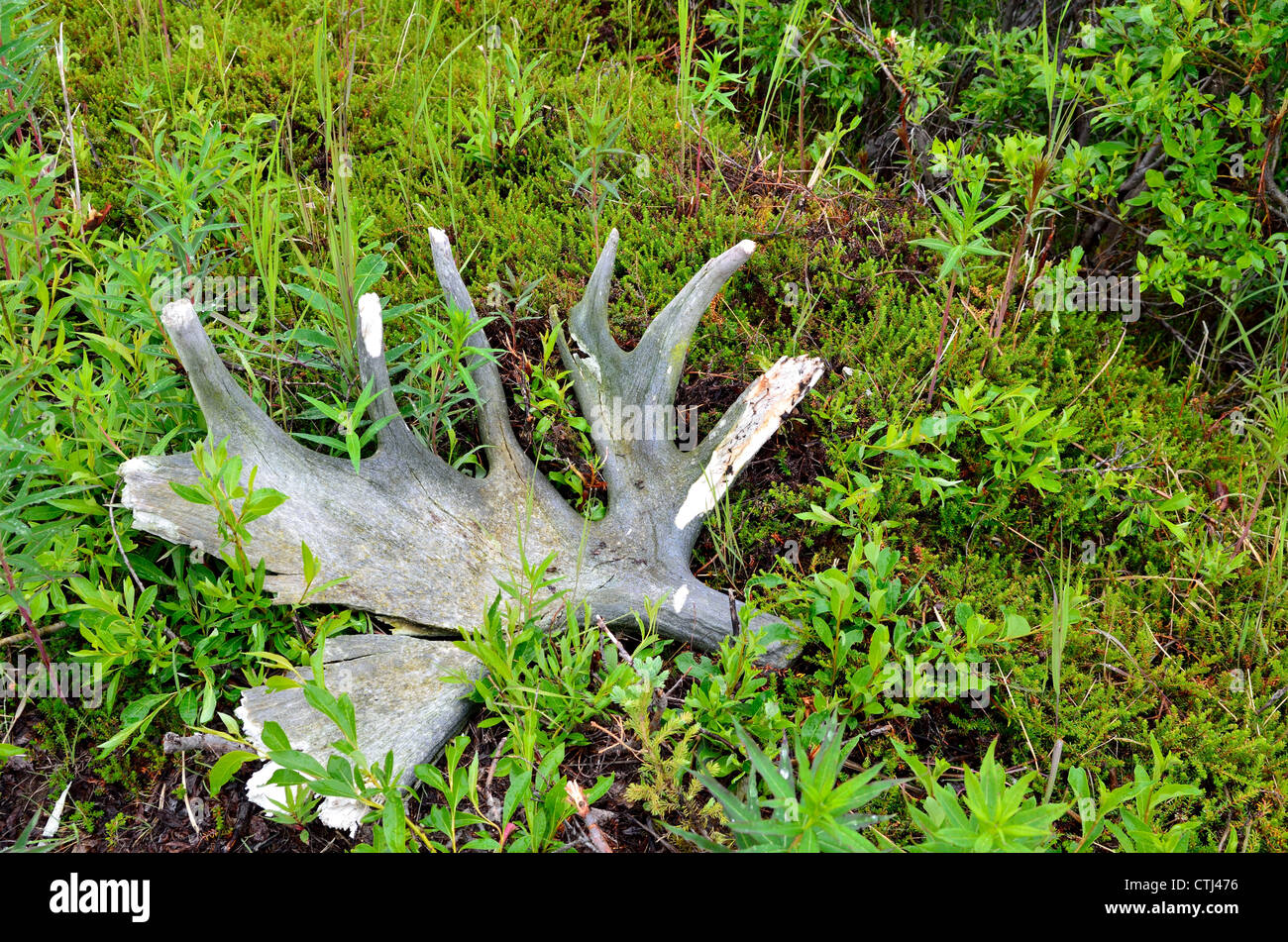 Ein Elch Geweih Verlegung in Büschen. Katmai Nationalpark und Reservat. Alaska, USA. Stockfoto