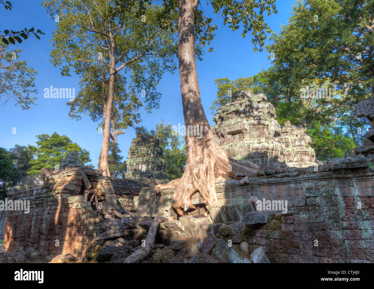 Ta Prohm Tempel, Kambodscha Stockfoto