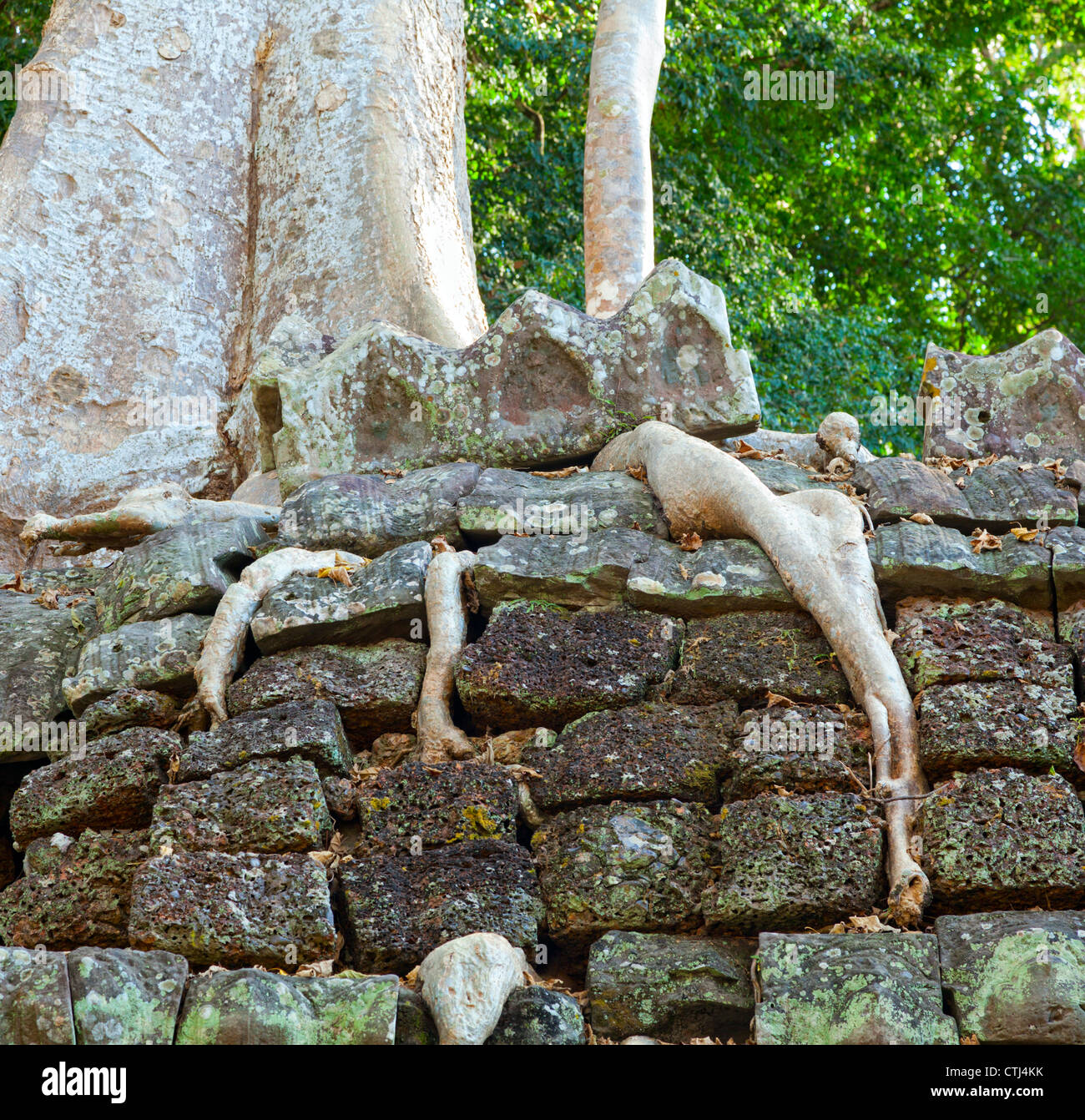 Ta Prohm Tempel, Kambodscha Stockfoto