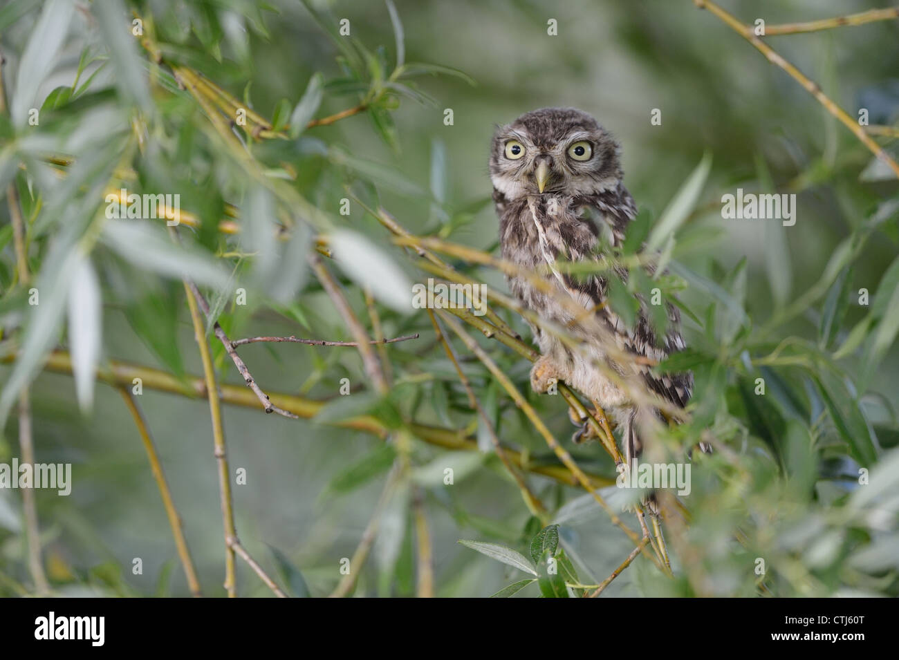 Steinkauz (Athene Noctua) flügge Küken thront auf einer Weide im Frühling Stockfoto