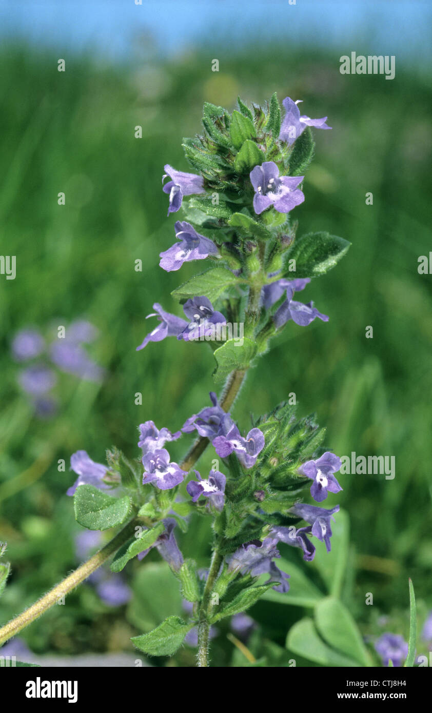 Basilikum-Thymian Clinopodium Acinos (Lamiaceae) Stockfoto