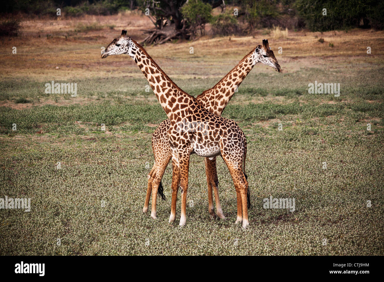 Giraffe im Luangwa Nationalpark Sambia Stockfoto