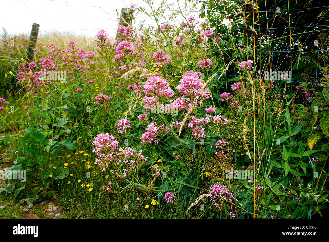 roter Baldrian Centranthus Ruber durch Zaun Stockfoto