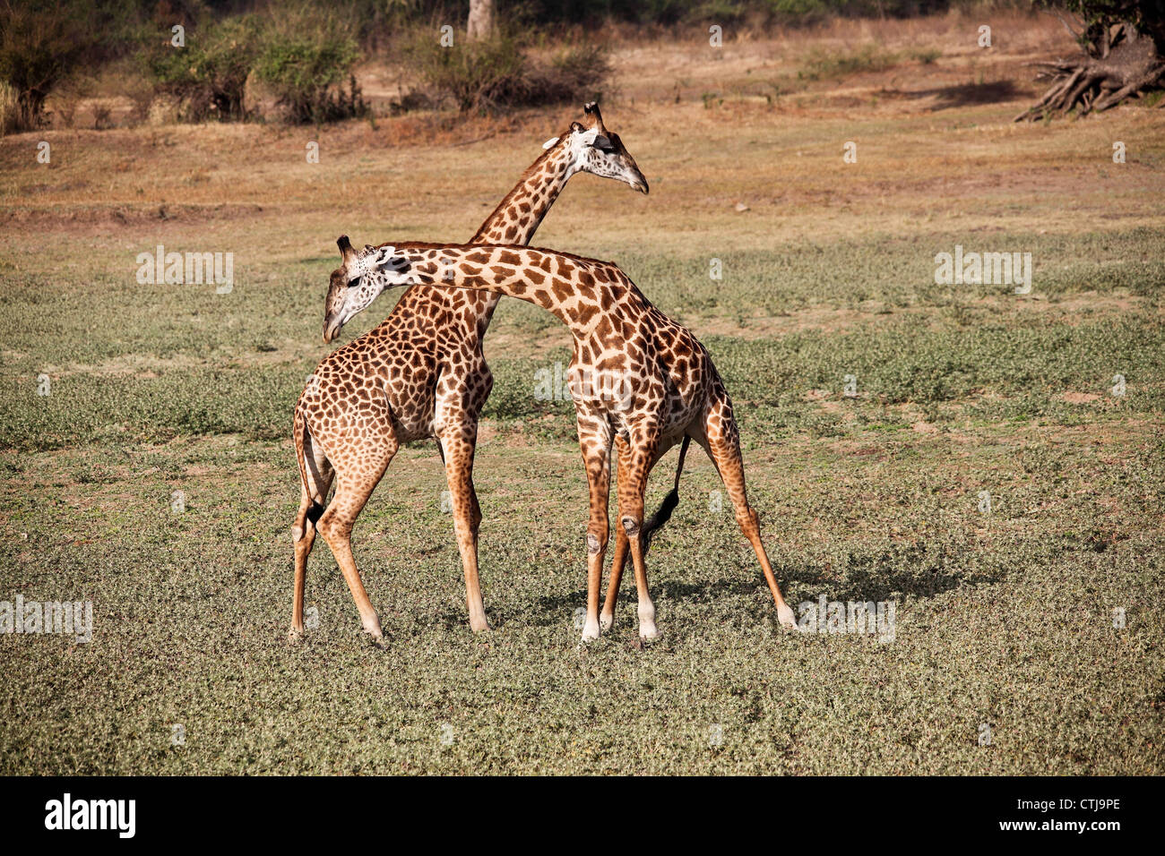 junge Giraffe Kämpfe im Luangwa Nationalpark Sambia Stockfoto