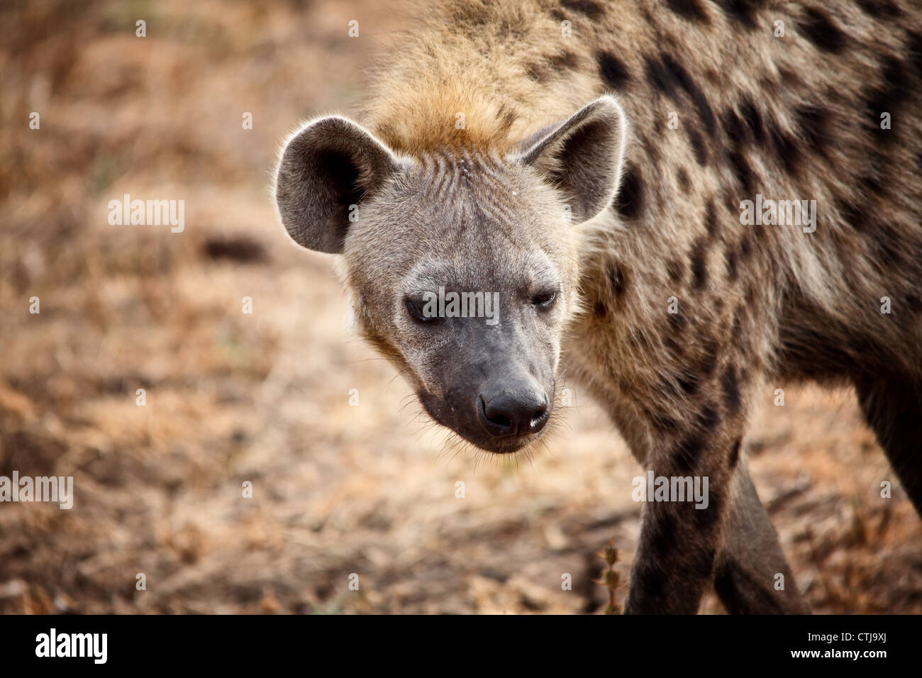 Closeup auf gefleckte Hyänen in Sambia Stockfoto
