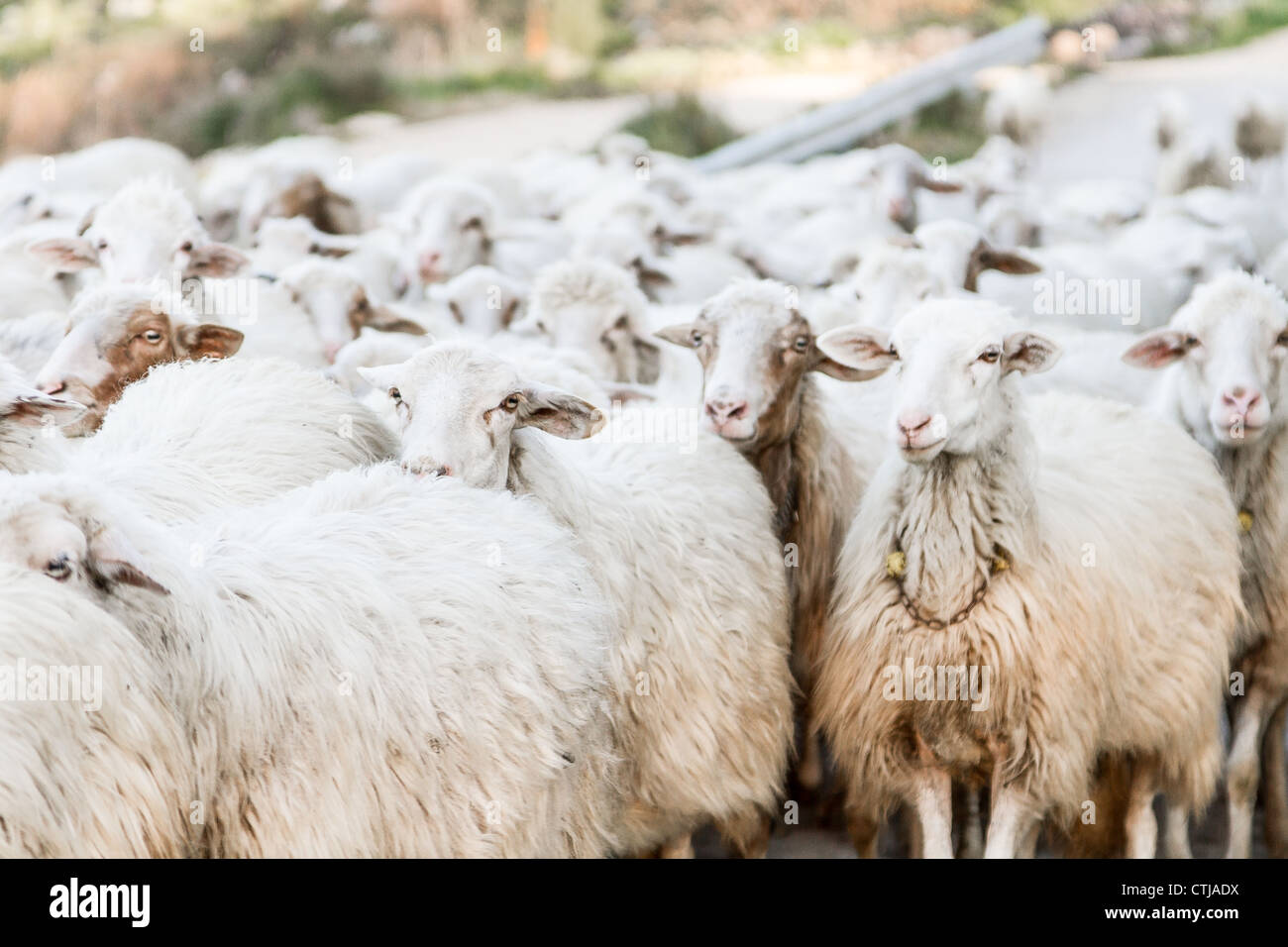 Herde von Schafen Stockfoto