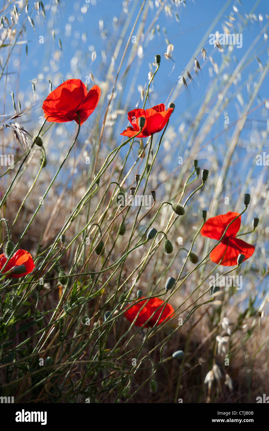 Mohn in den Alpujarras, Spanien Stockfoto