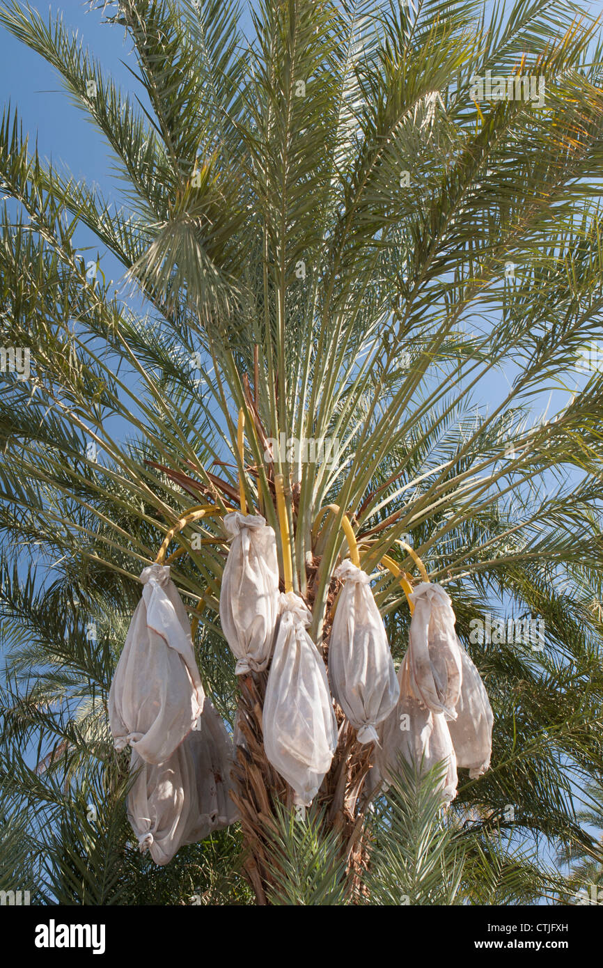 Nahaufnahme der Dattelpalme mit überdachten Säcke auf Datum Cluster; Palm Springs, Kalifornien, Vereinigte Staaten von Amerika Stockfoto