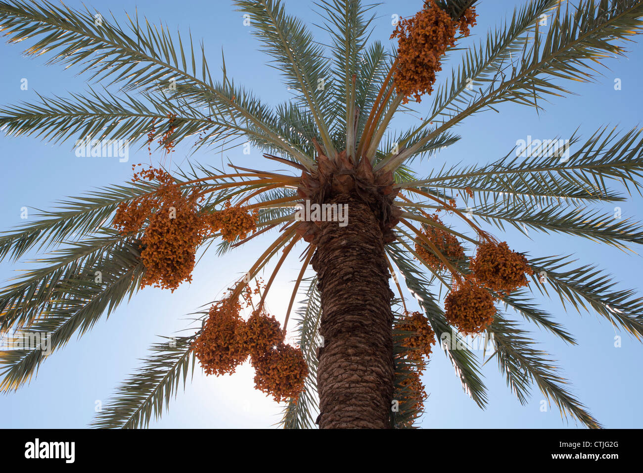 Niedrigen Winkel von einer Dattelpalme mit Sonne und blauer Himmel; Palm Springs, Kalifornien, Vereinigte Staaten von Amerika Stockfoto