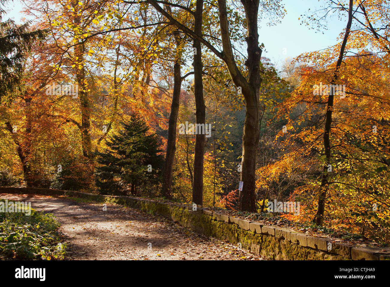 Ein Weg, gesäumt von Bäumen In herbstlichen Farben; Durham, England Stockfoto