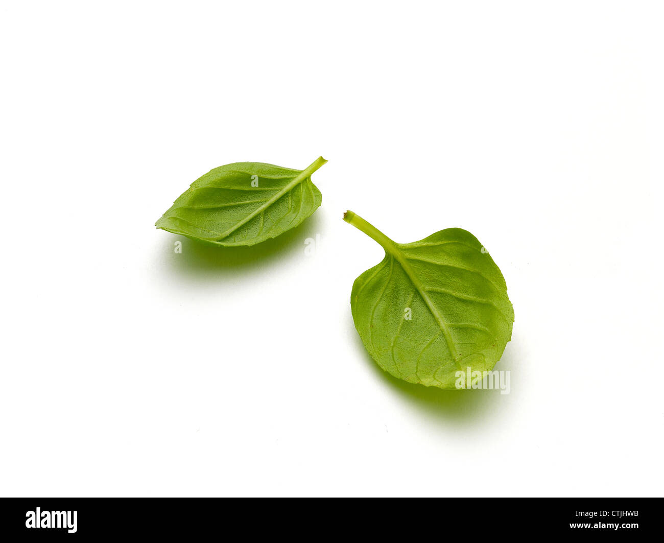 Basilikum-Blätter Stockfoto