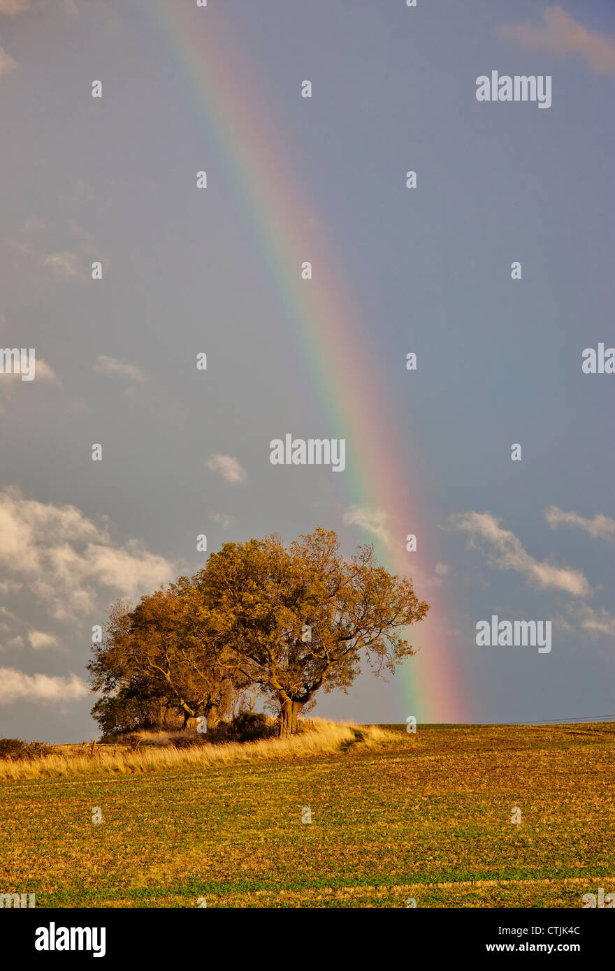 Ein Regenbogen über ein Feld mit einem Baum; Northumberland, England Stockfoto