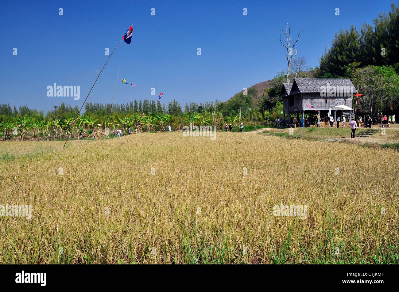 Thailand s Reisfelder mit Thai-Bauernhaus Stockfoto