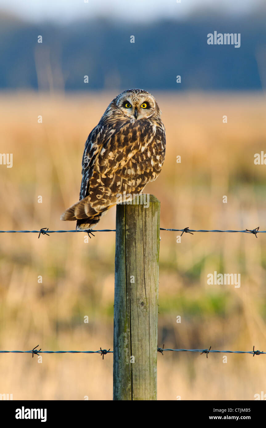 Eine Sumpfohreule (Asio Flammeus) thront auf einem Zaunpfahl in Ackerland bei Worlaby Carrs, Lincolnshire. März. Stockfoto