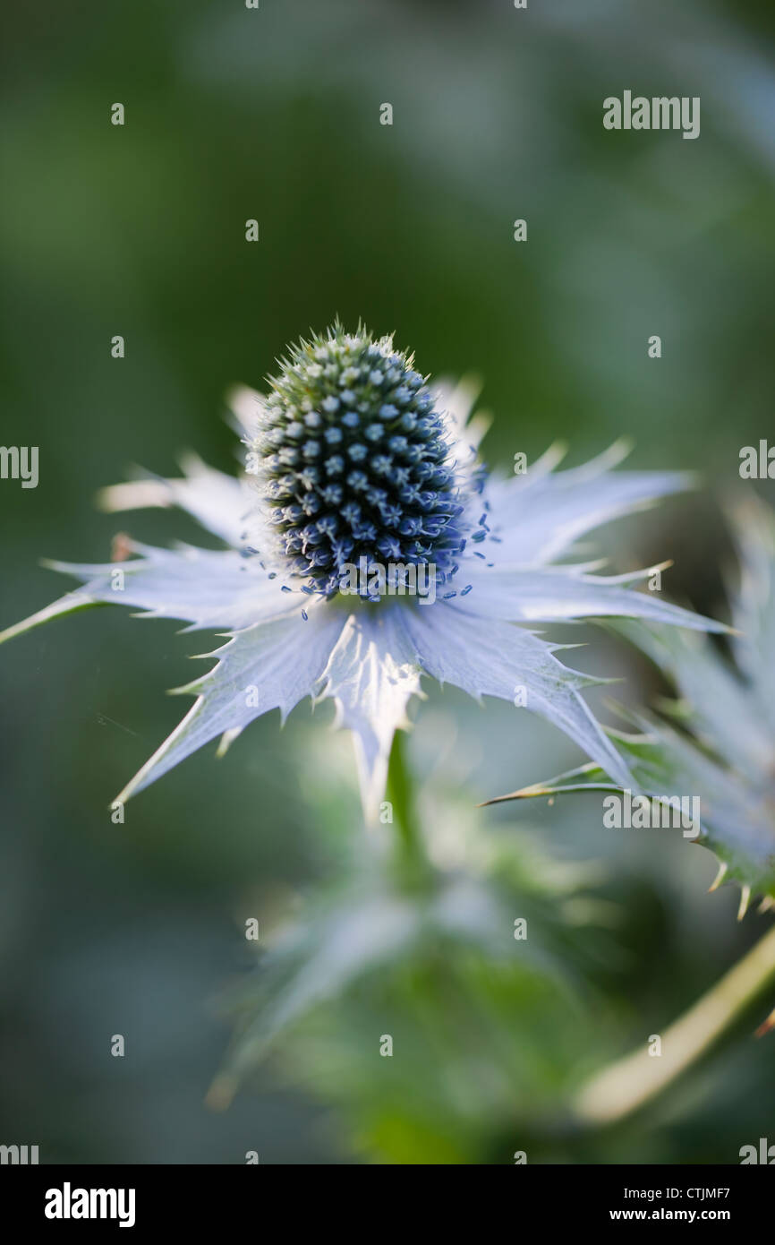 Eryngium Giganteum 'Miss Wilmott Ghost', Juli UK Stockfoto