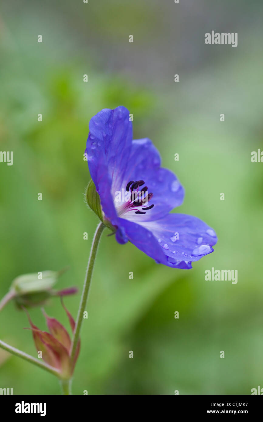 Geranium Rozanne 'Gerwat' einzelne Blume mit Regentropfen, Juli, UK Stockfoto