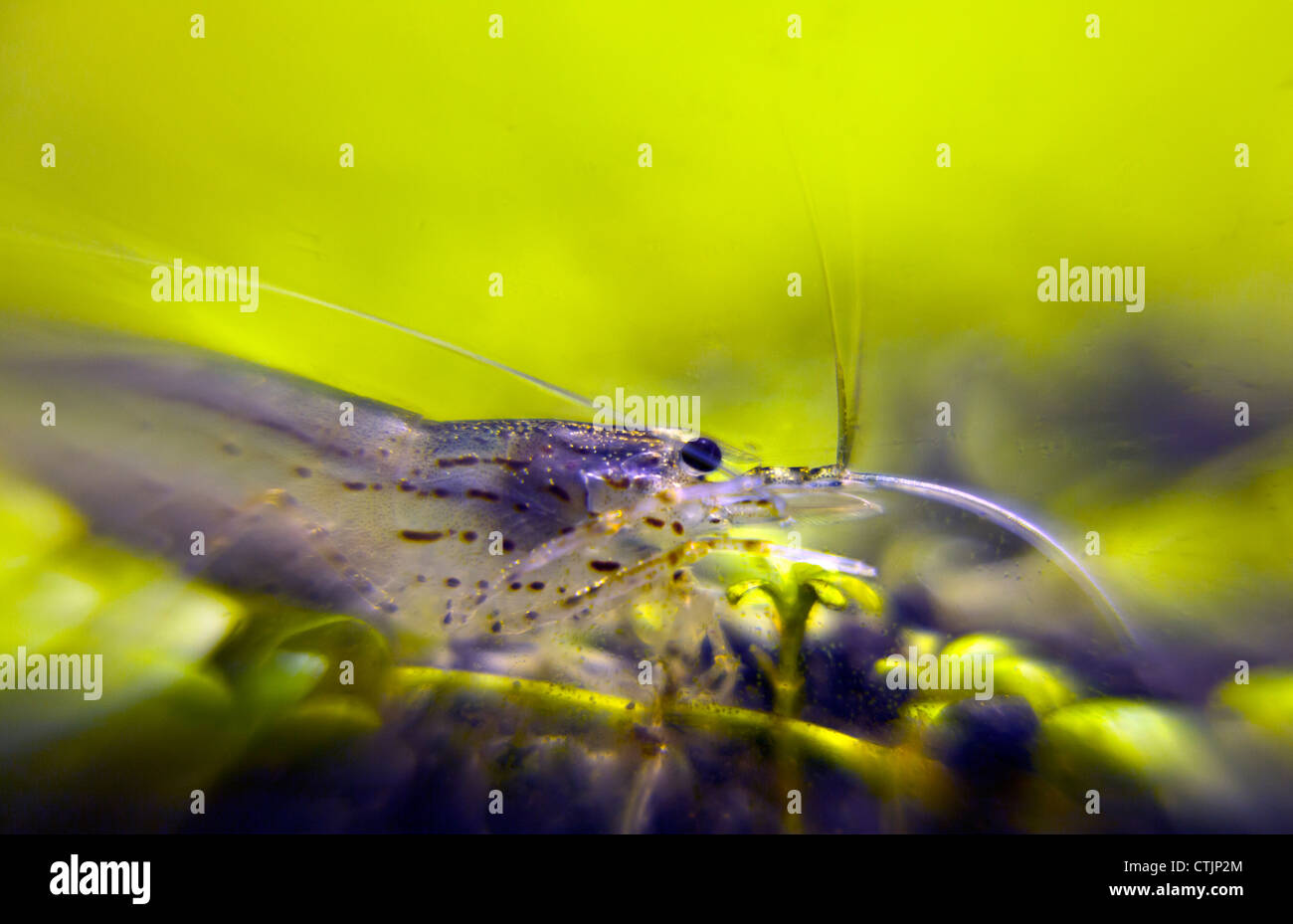 Garnelen essen Algen auf Glossostigma elatinoides Stockfoto