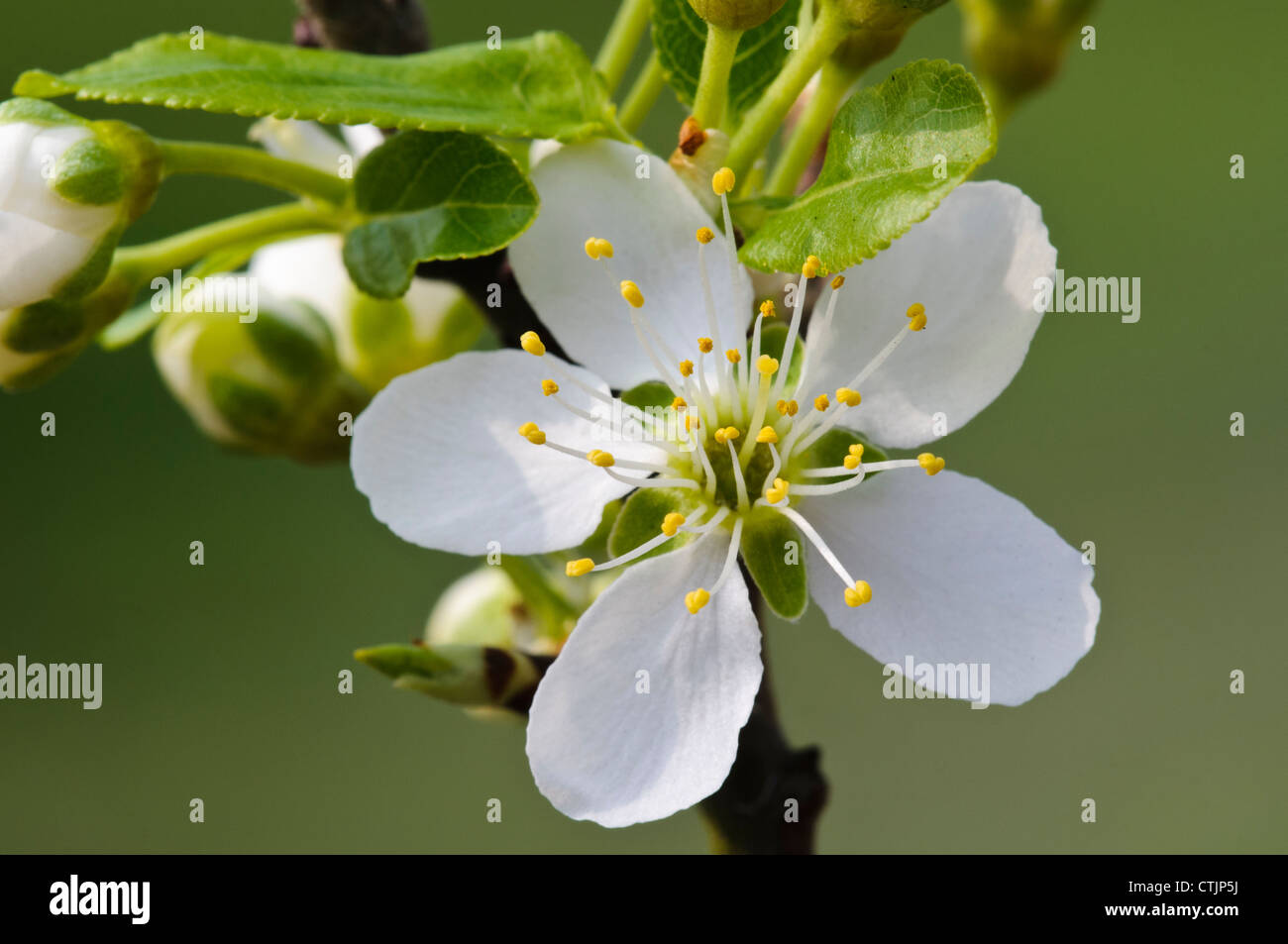 Blüte von dem Pflaumenbaum (Prunus Domestica) im Naturreservat Crossness, Bexley, Kent. März. Stockfoto