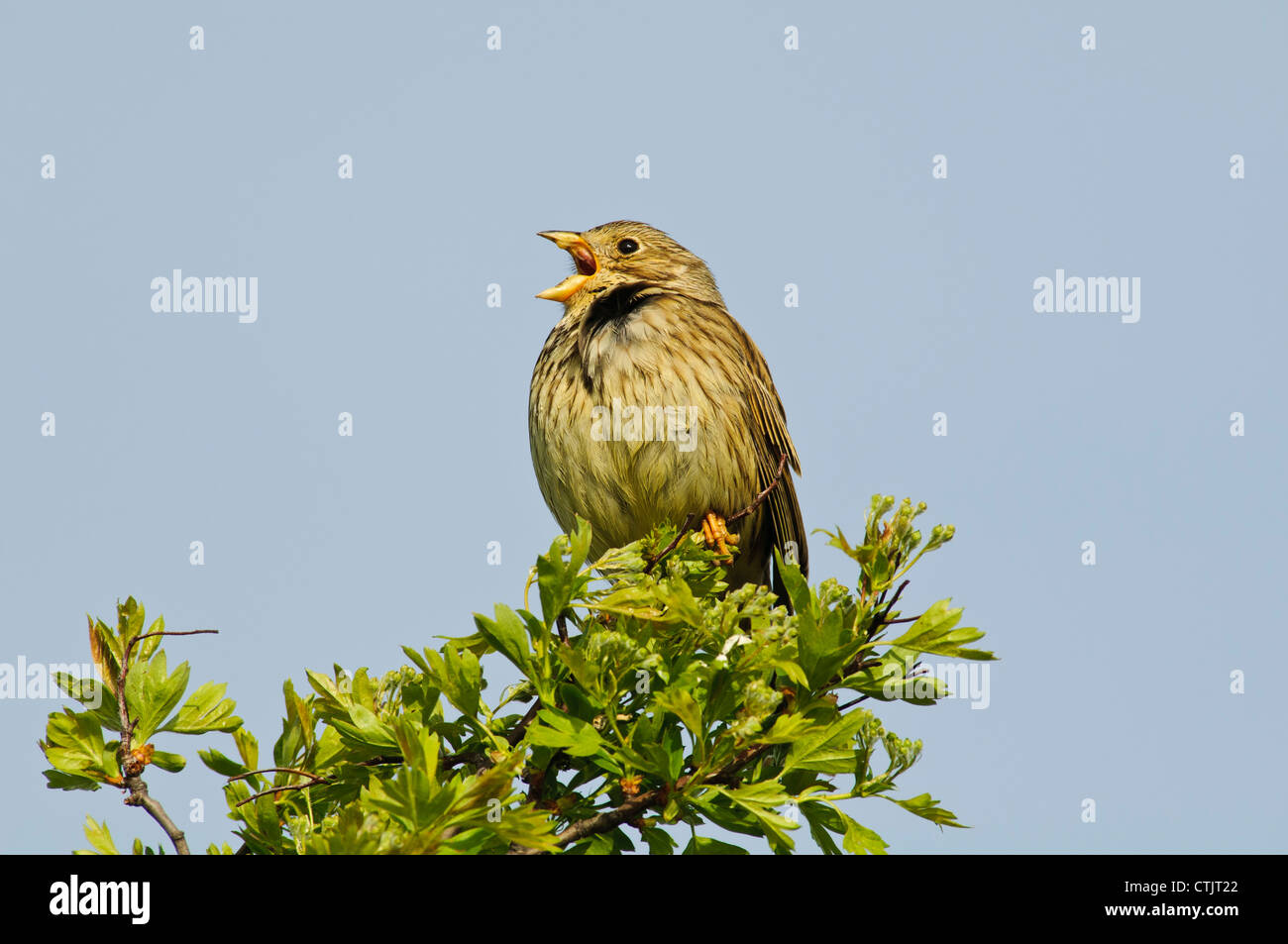 Eine Grauammer (Miliaria Calandra) thront in einem Busch und Gesang im Elmley Sümpfe National Nature Reserve, Isle of Sheppey Stockfoto