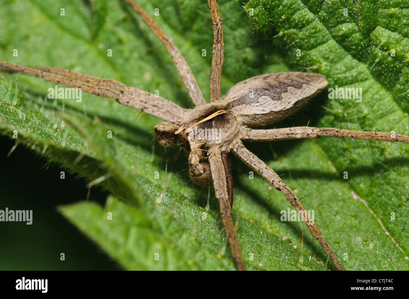 Eine Baumschule Web-Spider (Pisaura Mirabilis) ein Nesselblatt bei Elmley Sümpfe National Nature Reserve, Isle of Sheppey gebietsübergreifenden Stockfoto