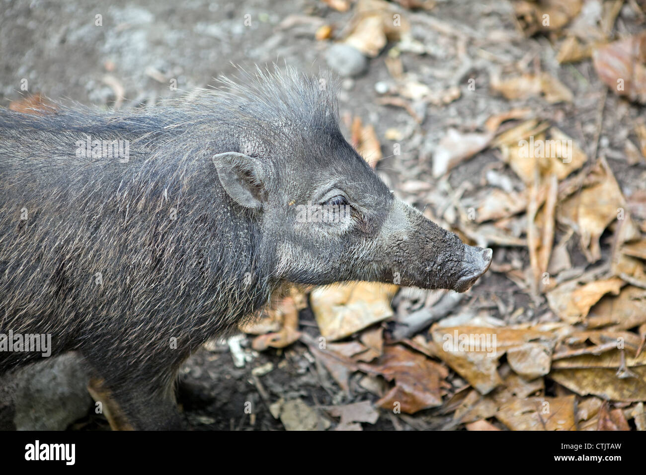 Wildschwein, sus scrofa, in den Philippinen. Stockfoto