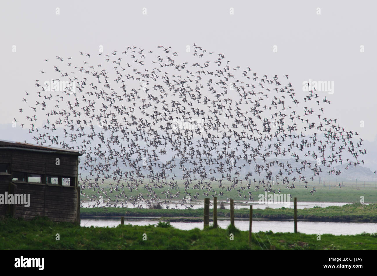 Eine Herde von Uferschnepfen (Limosa Limosa) im Flug über Eric Morecambe verstecken bei RSPB Leighton Moss, Lancashire. April. Stockfoto