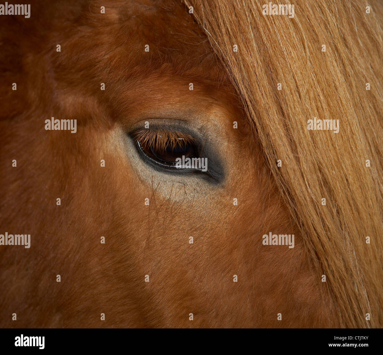 Nahaufnahme des Auges des Pferdes. Reinrassige Islandpferd, Island Stockfoto
