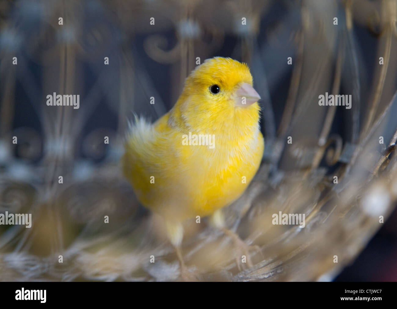 Gelber Vogel Im Kafig Stockfotografie Alamy