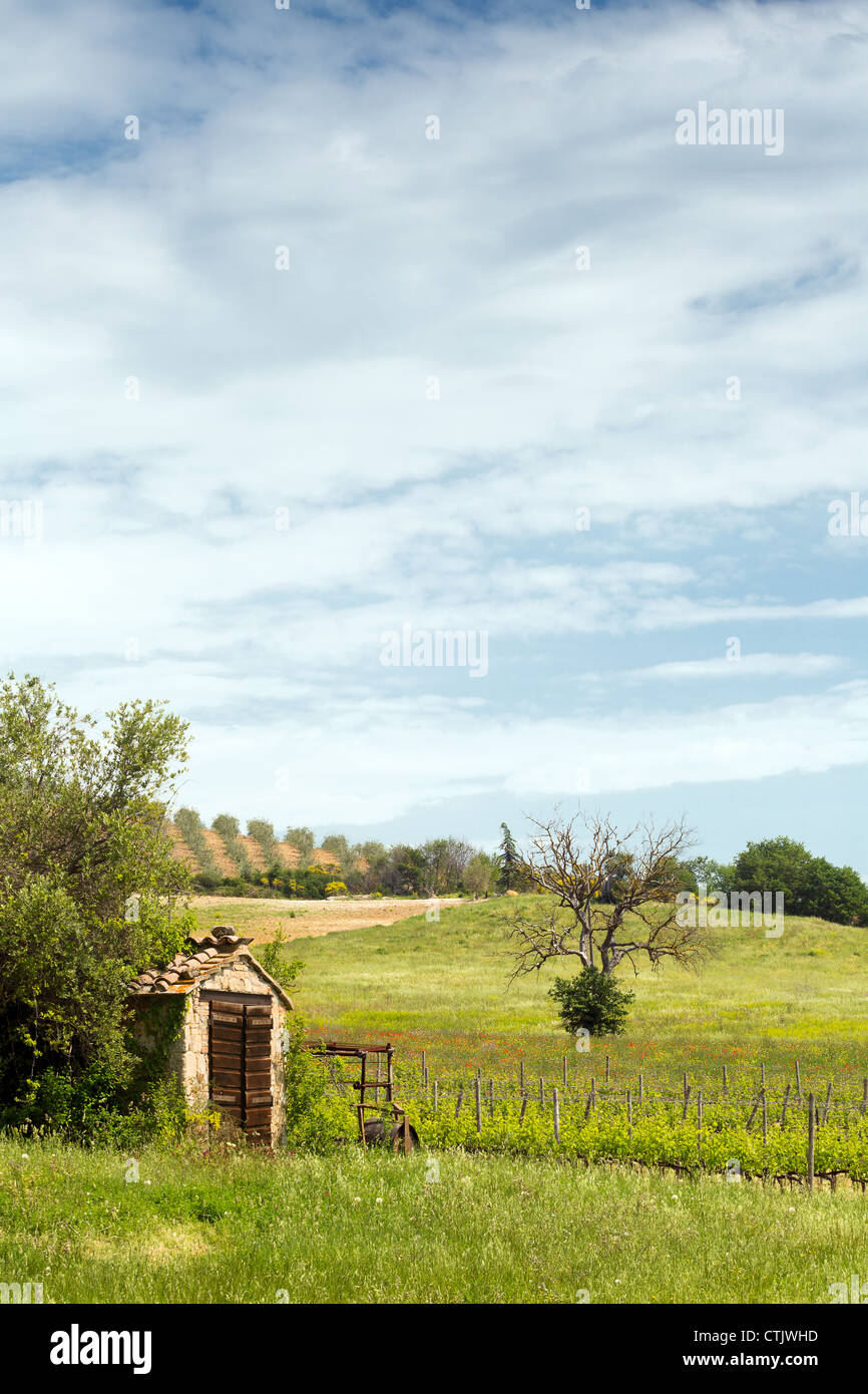 Alten Schuppen, Olivenbäume und Weinberge in der Nähe von San Antimo in Toskana Italien Stockfoto