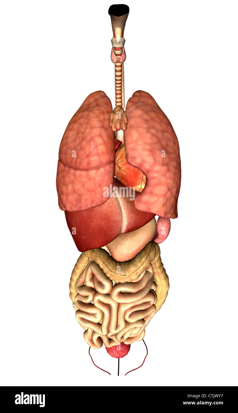menschliche Anatomie Organe (Lunge, Herz, Leber, Verdauung) Stockfoto