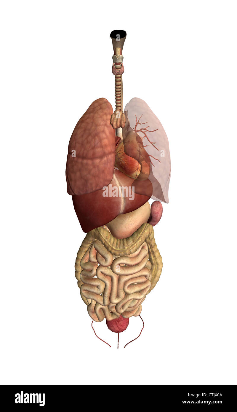 menschliche Anatomie Organe (Lunge, Herz, Leber, Verdauung) Stockfoto