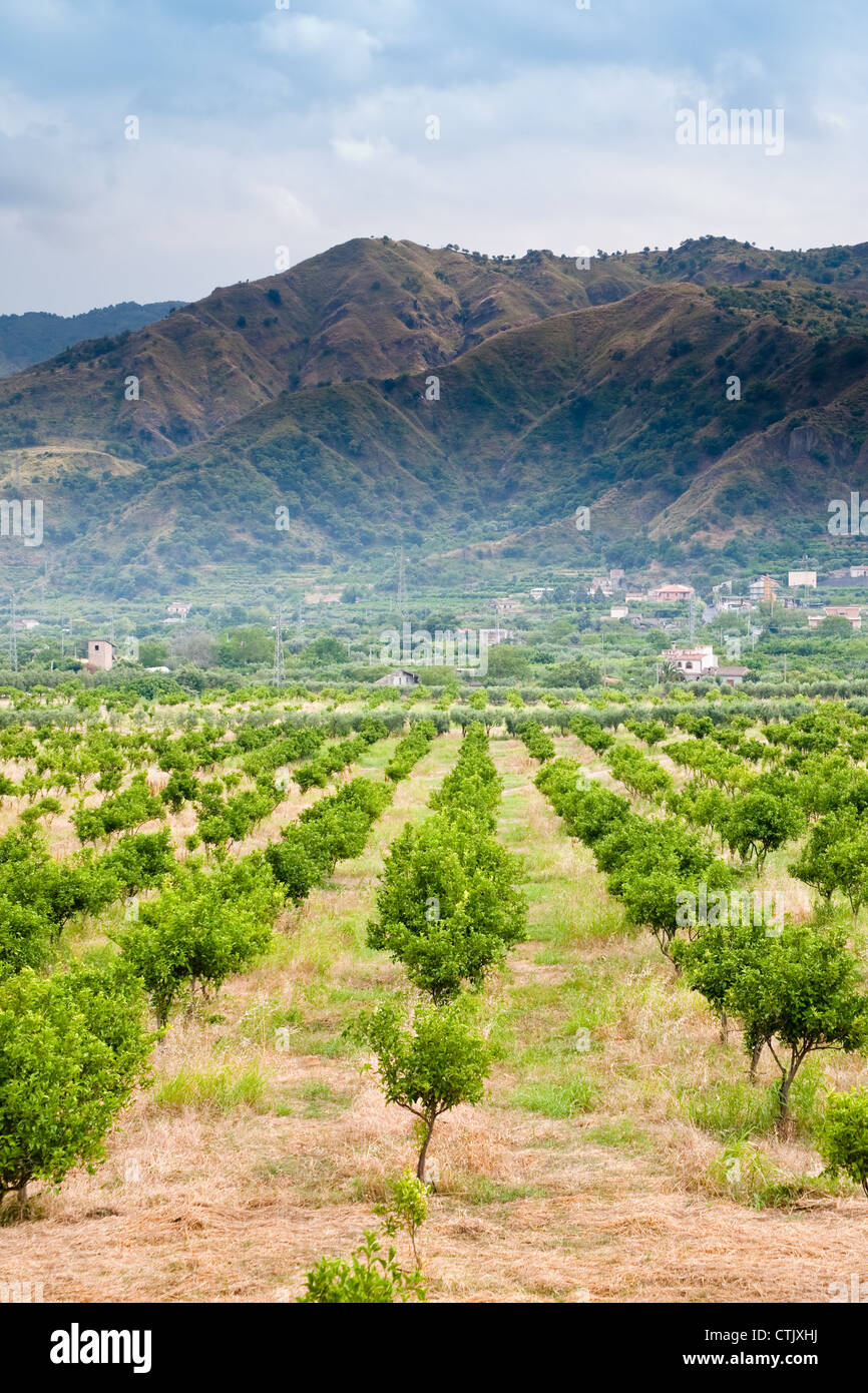 Mandarine Bäumen Obstgarten mit Bergen im Hintergrund, Sizilien Stockfoto