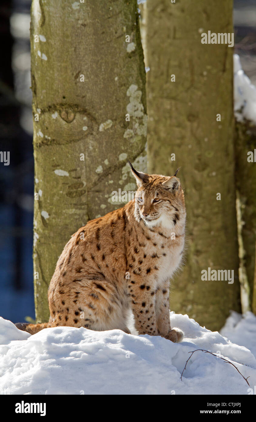 Luchs im Schnee / Lynx Lynx Stockfoto