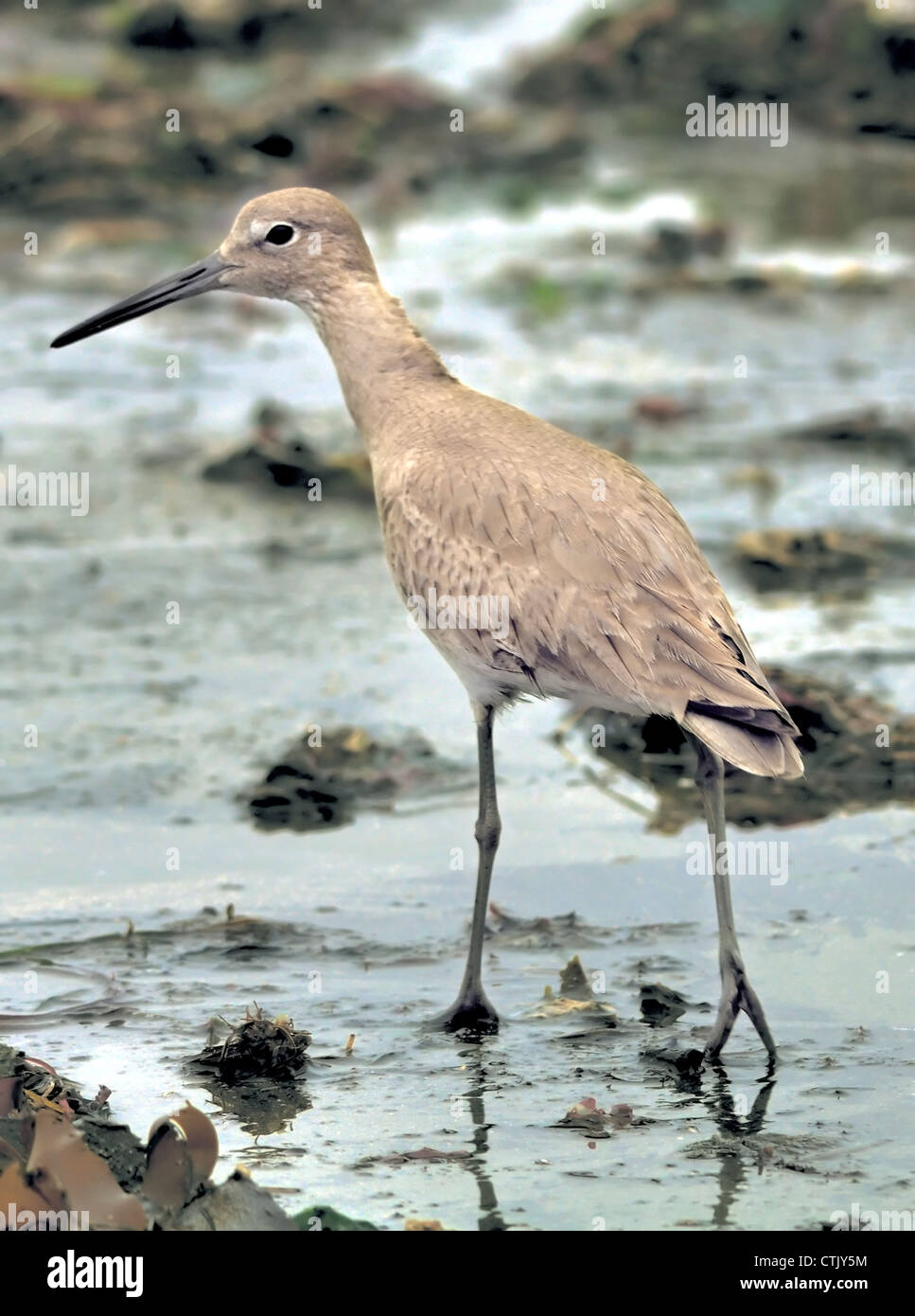 Willet - Catoptrophorus semipalmatus, ein großer Seegugel, hier im Wasser stehend gesehen Stockfoto