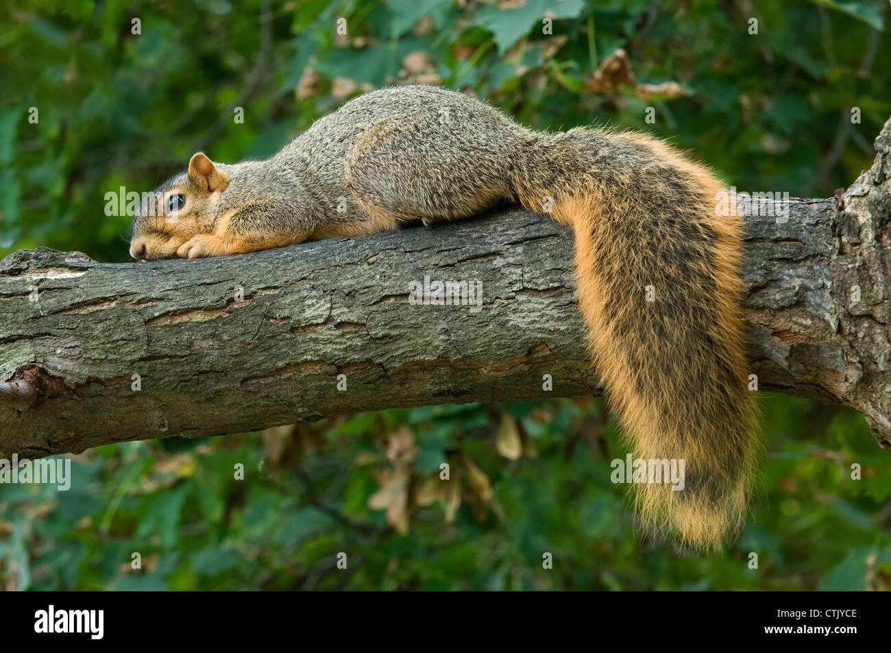 Eastern Fox Squirrel ruht auf einem Baumglied, Sciurus niger Eastern USA, von Skip Moody/Dembinsky Photo Assoc Stockfoto