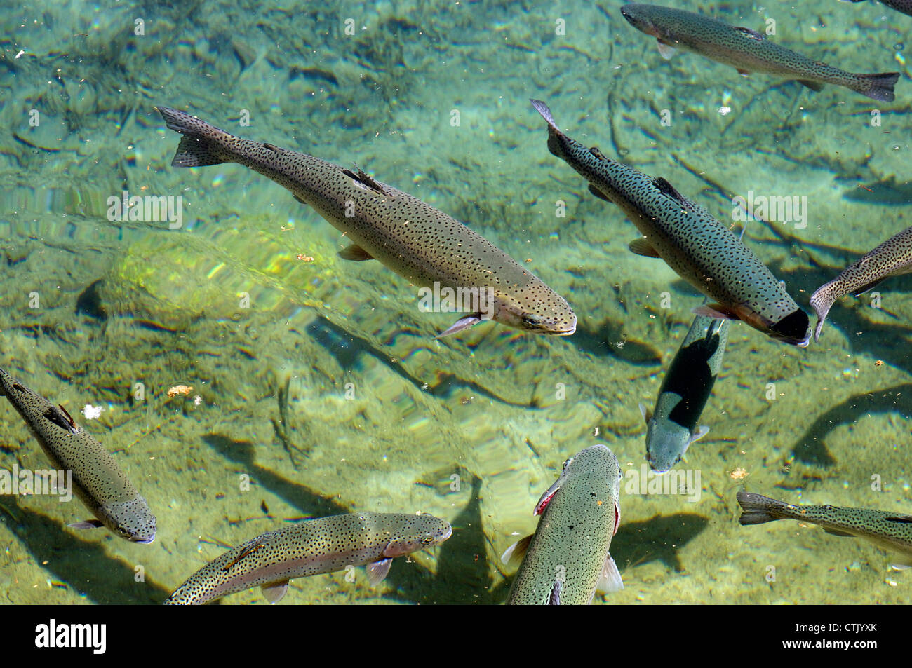 Bunte Regenbogen Forellen schwimmen im klaren Wasser gesunden Lebensraum Stockfoto