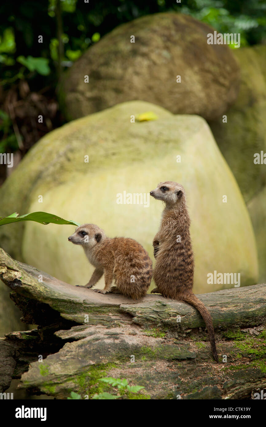 Zwei Erdmännchen (Suricata Suricatta) im Zoo von Singapur; Singapur Stockfoto Zwei Erdmännchen (Suricata Suricatta) im Zoo von Singapur; Singapur Stockfoto
