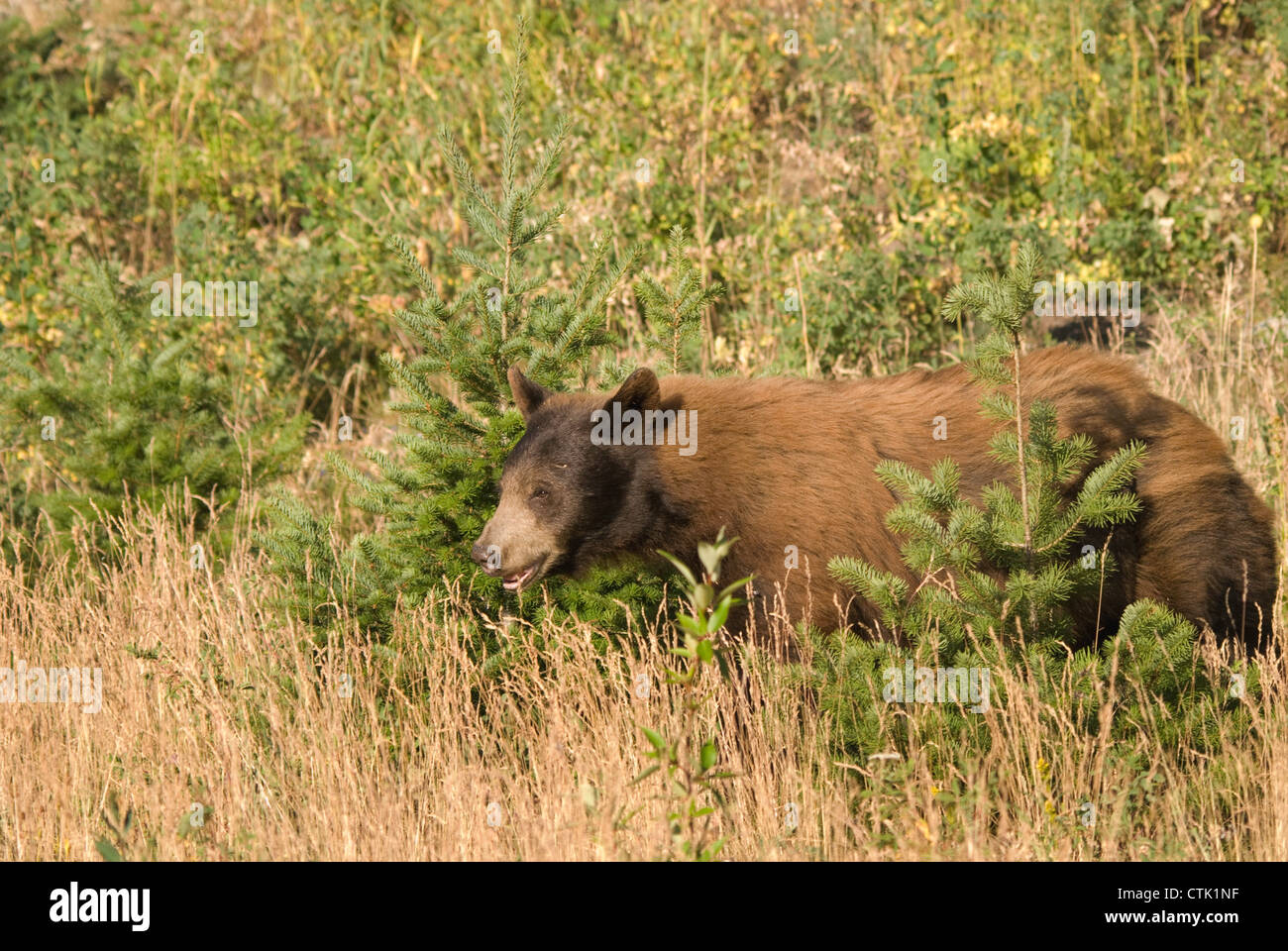 Bär stehend In hohe Gräser In Waterton Lakes National Park; Alberta, Kanada Stockfoto