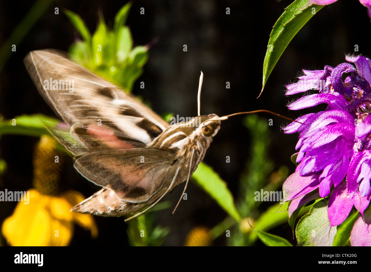 Kolibri-Hawk-moth Stockfoto