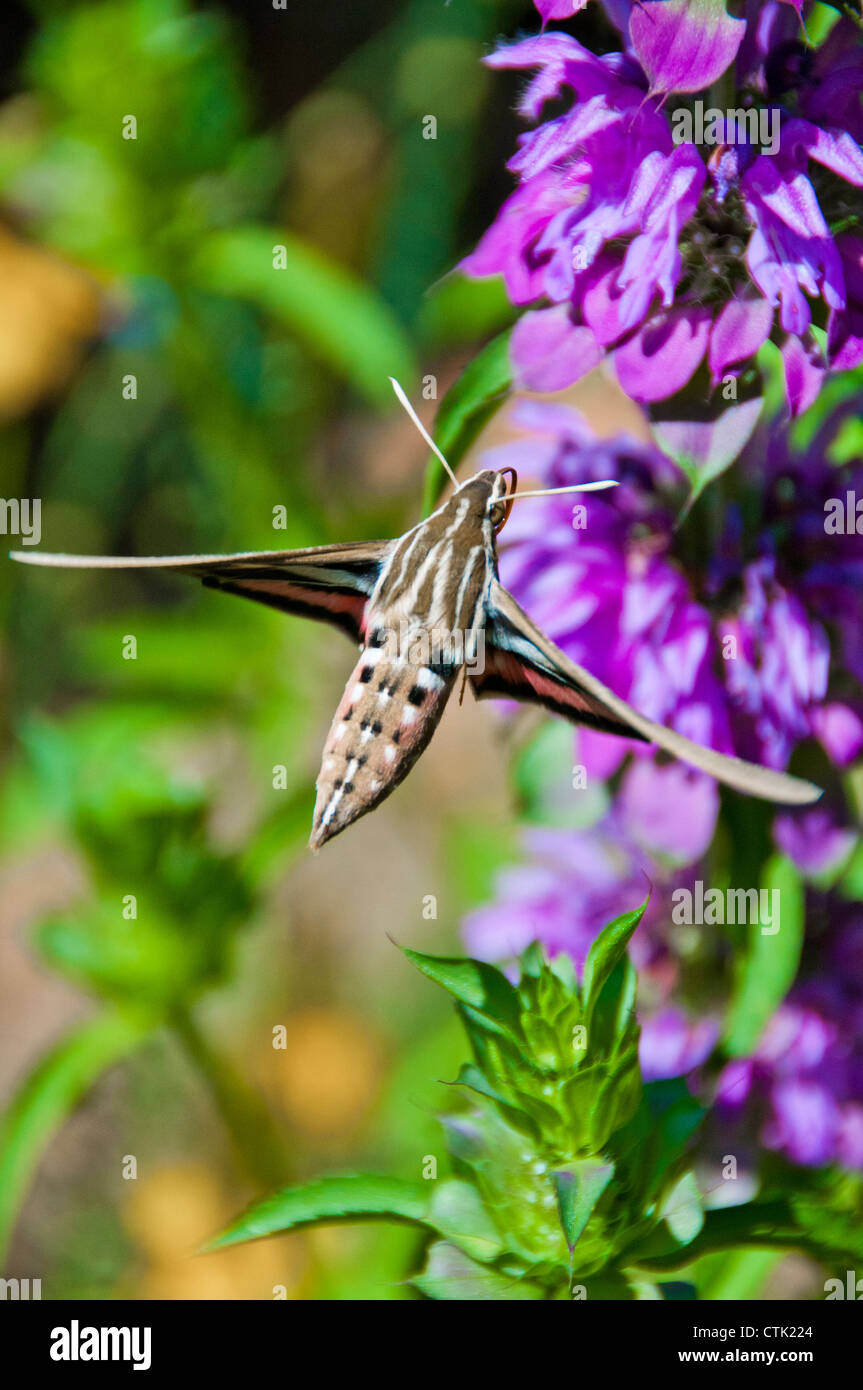 Kolibri-Hawk-moth Stockfoto